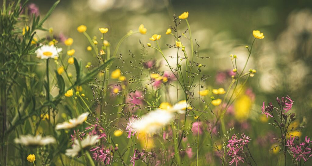 Biodiversität auf dem Betriebsgelände